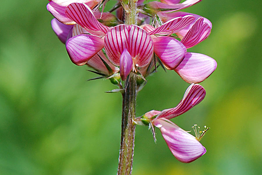 Onobrychis vicifolia / Lupinella comune